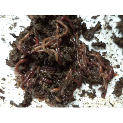 Vermicomposting Earthworm