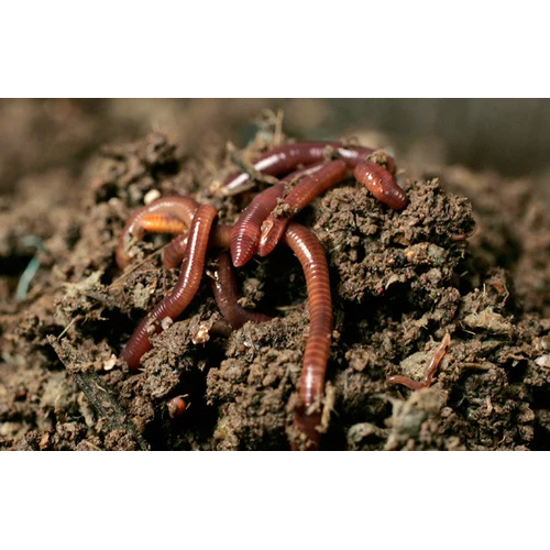 Agriculture Earthworm