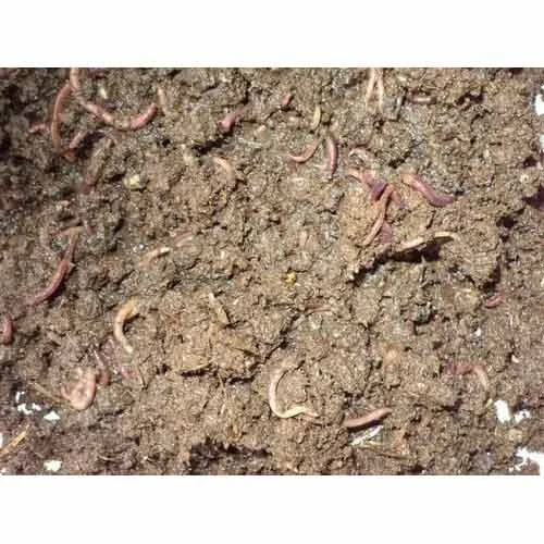 Farming Earthworm Fertilizer