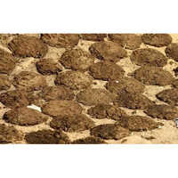 Fresh Cow Dung