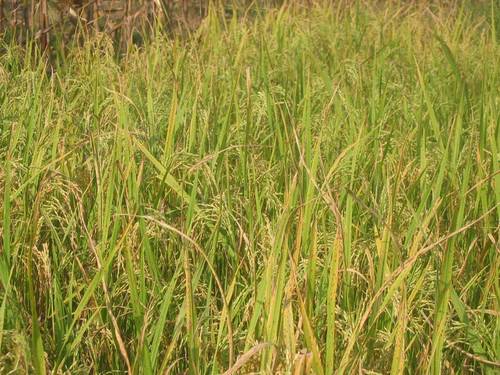 चावल के फटने की समस्या