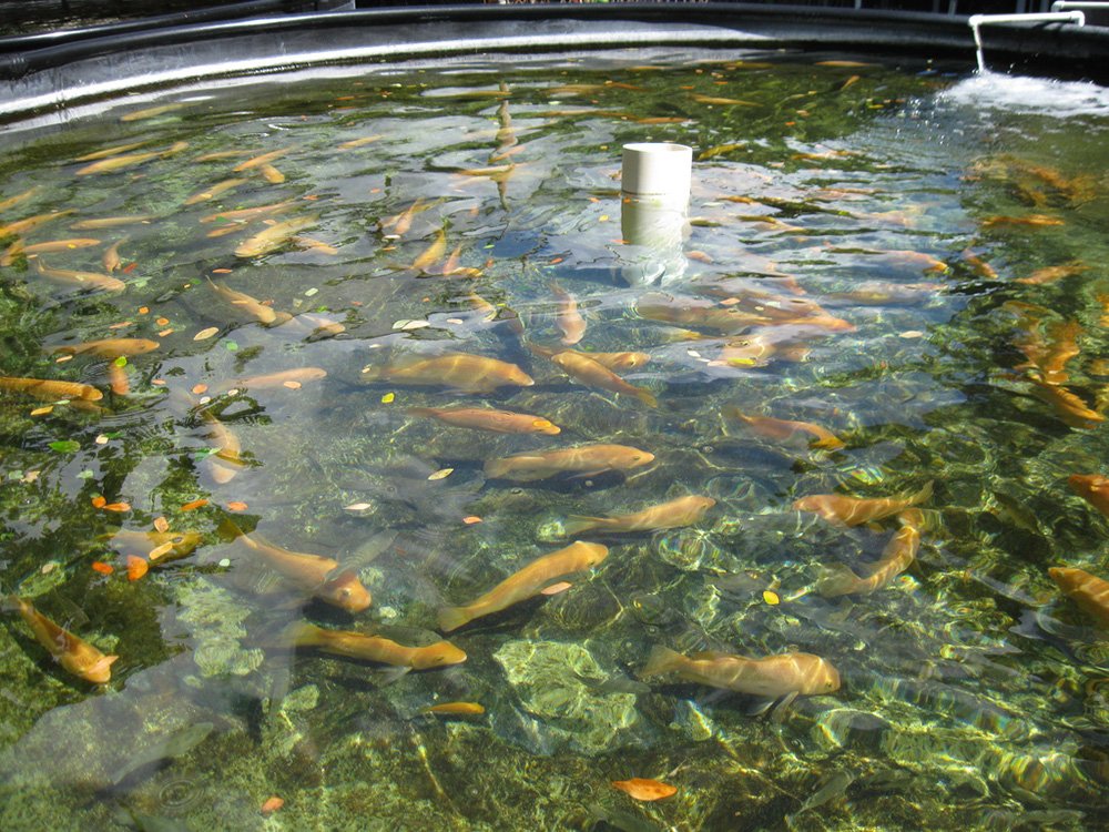 Hdpe Sheet For Aquacultures - Color: Black