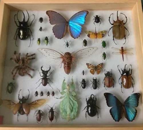 Insect Storage Box