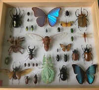 Insect Storage Box