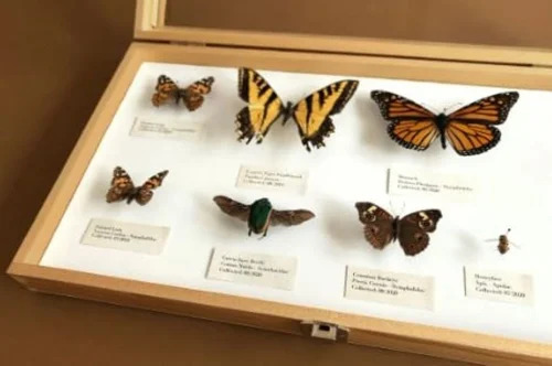 Insect Storage Box