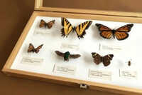 Insect Storage Box
