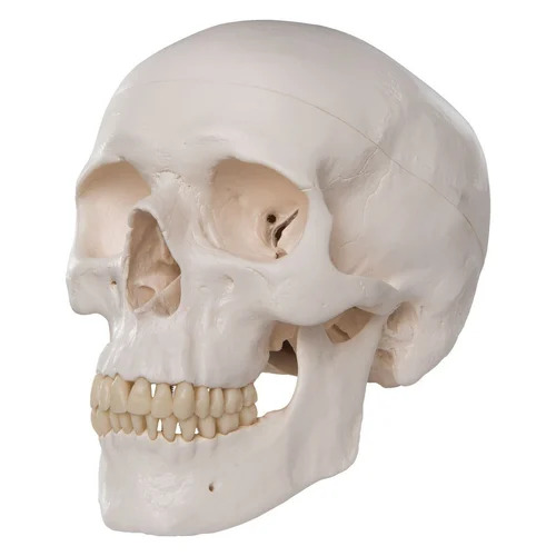 Human Skull Model