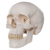 Human Skull Model - Pvc Material, Standard Size, White Color | Manual Operation, Ideal For Hospital And Laboratory Use