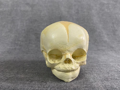 Human Skull Model