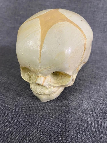 Human Skull Model