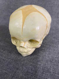 Human Skull Model