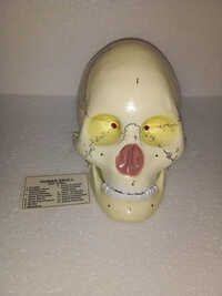Human Skull Model