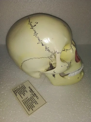 Human Skull Model