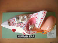 Human Ear Model - Application: For Laboratory Purpose