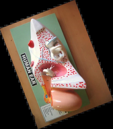 Human Ear Model