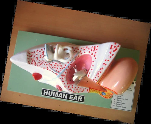 Human Ear Model - Application: For Laboratory Purpose