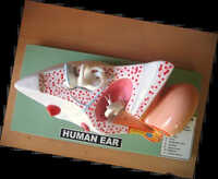 Human Ear Model