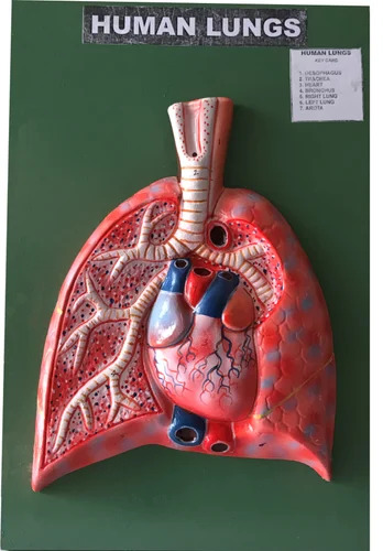 Human Lungs Model