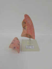 Human Lungs Model