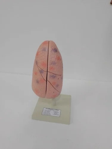 Human Lungs Model - Application: Hospital