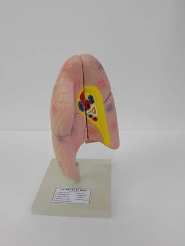 Human Lungs Model - Application: Hospital