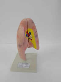 Human Lungs Model