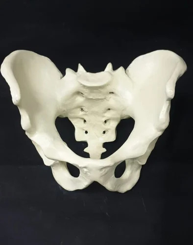 Female Pelvis Model