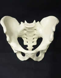 Female Pelvis Model - Application: Hospital