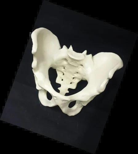Female Pelvis Model - Application: Hospital