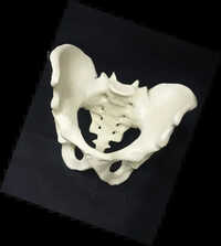 Female Pelvis Model