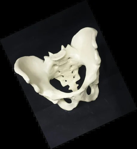 Female Pelvis Model - Application: Hospital