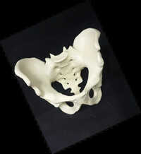 Female Pelvis Model
