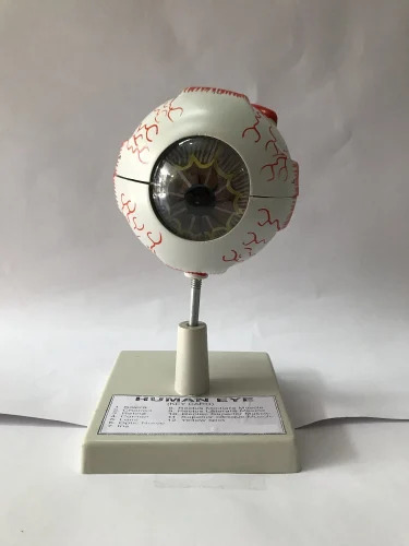 Human Eye Model