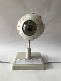 Human Eye Model - Application: Hospital