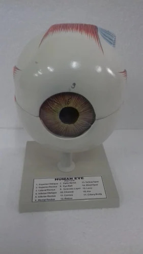 Human Eye Model
