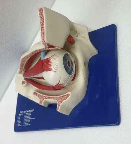 Human Eye Model