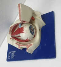 Human Eye Model