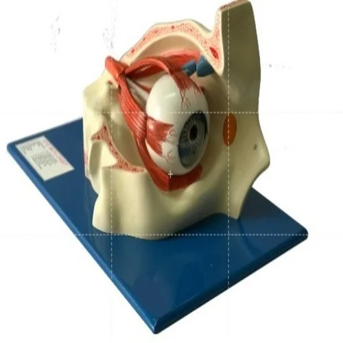 Human Eye Model