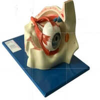 Human Eye Model