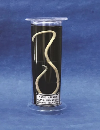 Zoology Laboratory Specimens