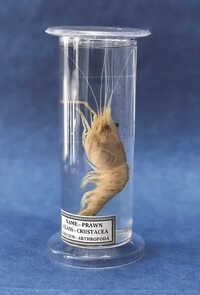 Zoology Laboratory Specimens