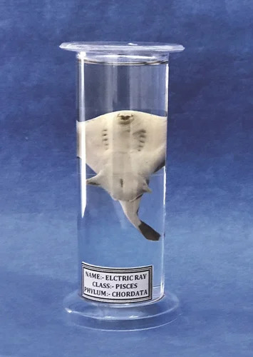 Zoology Laboratory Specimens - Color: Transparent