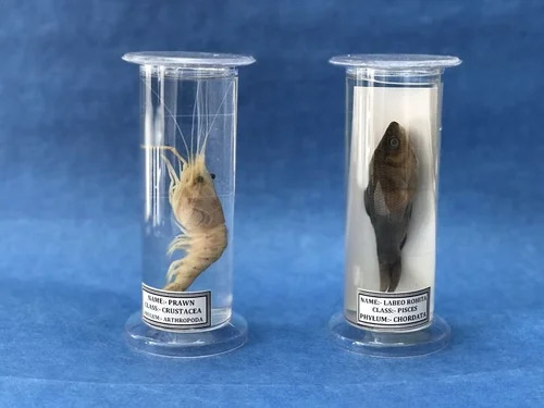 Zoology Laboratory Specimens - Color: Transparent