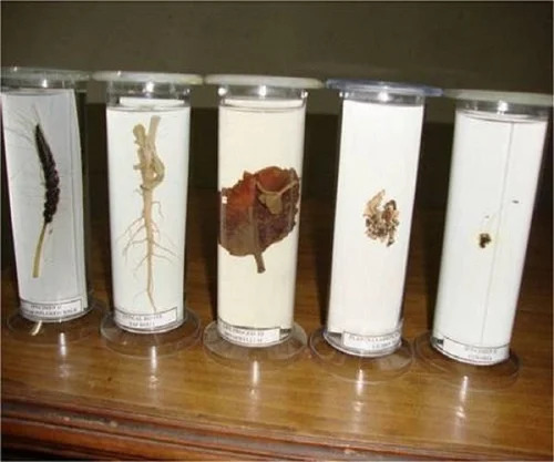 Zoology Laboratory Specimens - Color: Transparent