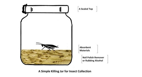 Insect Killing Jar - Application: Laboratory