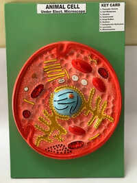 Animal Cell Model - Color: Red