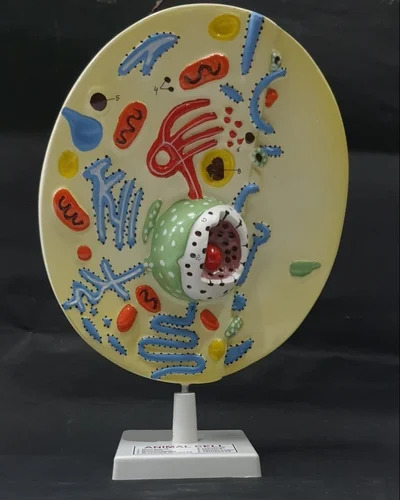 Animal Cell Model - Color: Red