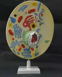 Animal Cell Model