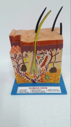 Human Skin Model - Application: Laboratory