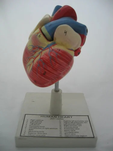Human Heart Model